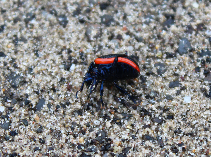 Chrysolina kuesteri - ráncos szegélyeslevelész