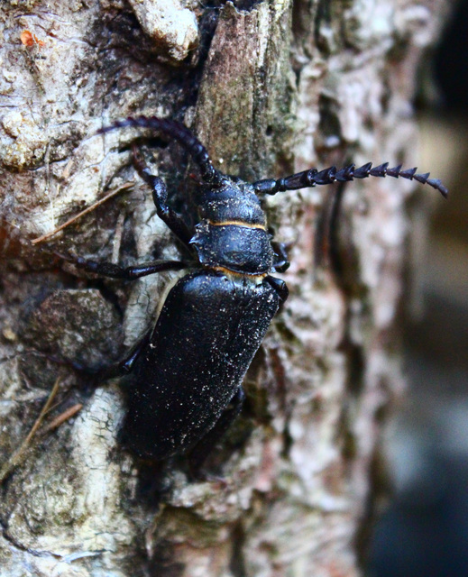 Prionus coriarius - csőszcincér
