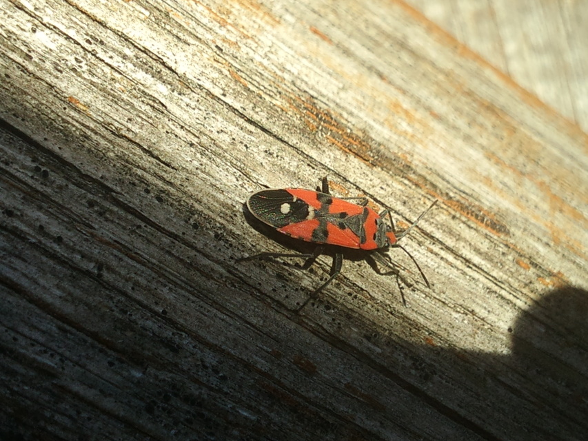 Lygaeus equestris/simulans