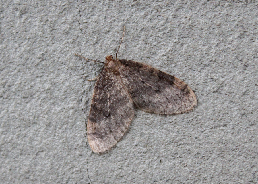 Operophtera brumata - kis téliaraszoló