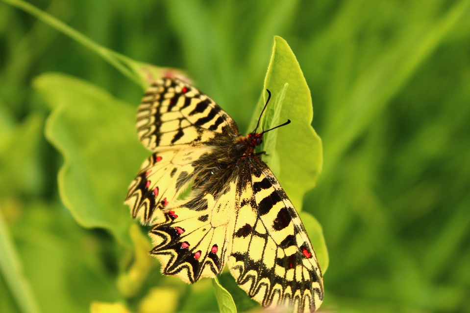 Zerynthia polyxena - farkasalmalepke