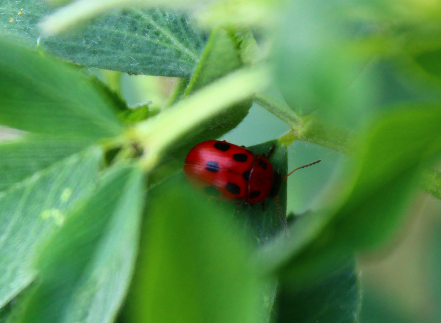 Gonioctena fornicata - közönséges lucernabogár
