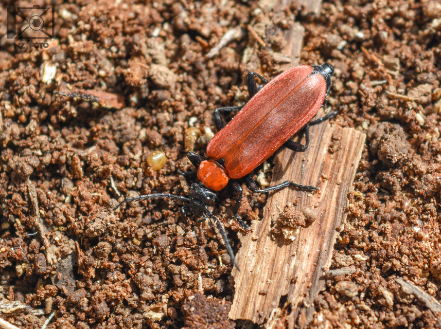 Pyrochroa coccinea - nagy bíborbogár