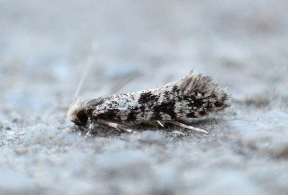 Tineidae - ruhamolyfélék