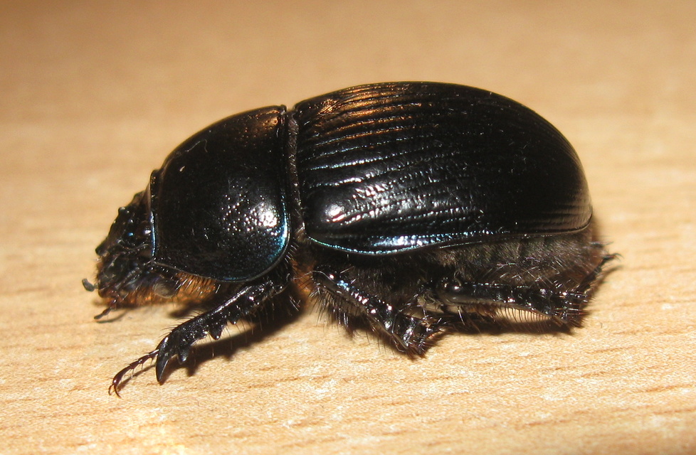 Geotrupes spiniger - közönséges álganéjtúró