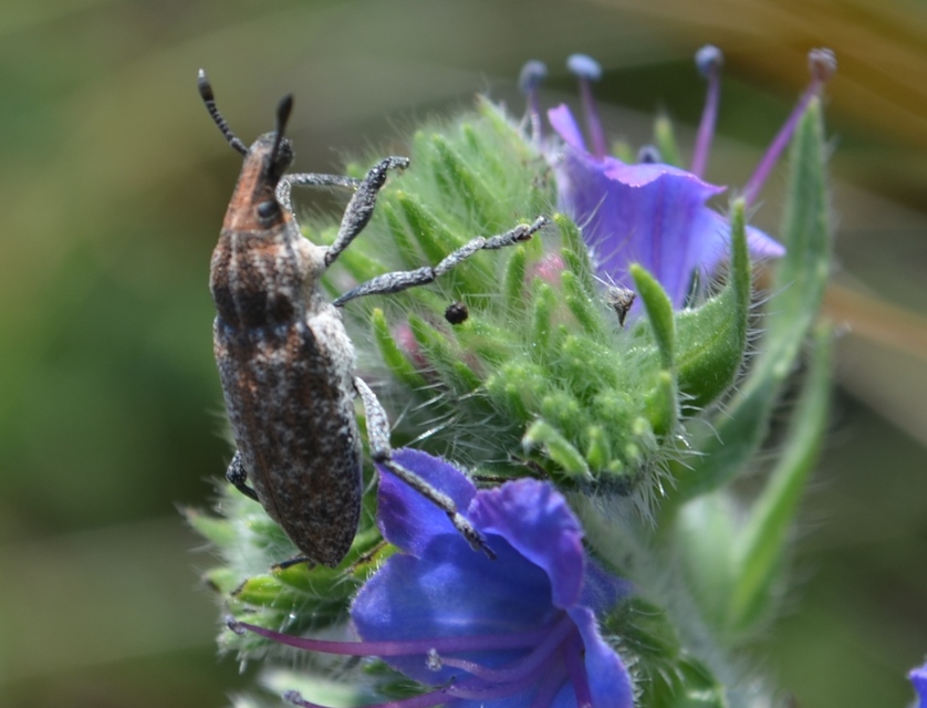 Rhabdorrhynchus echii - kígyósziszbarkó