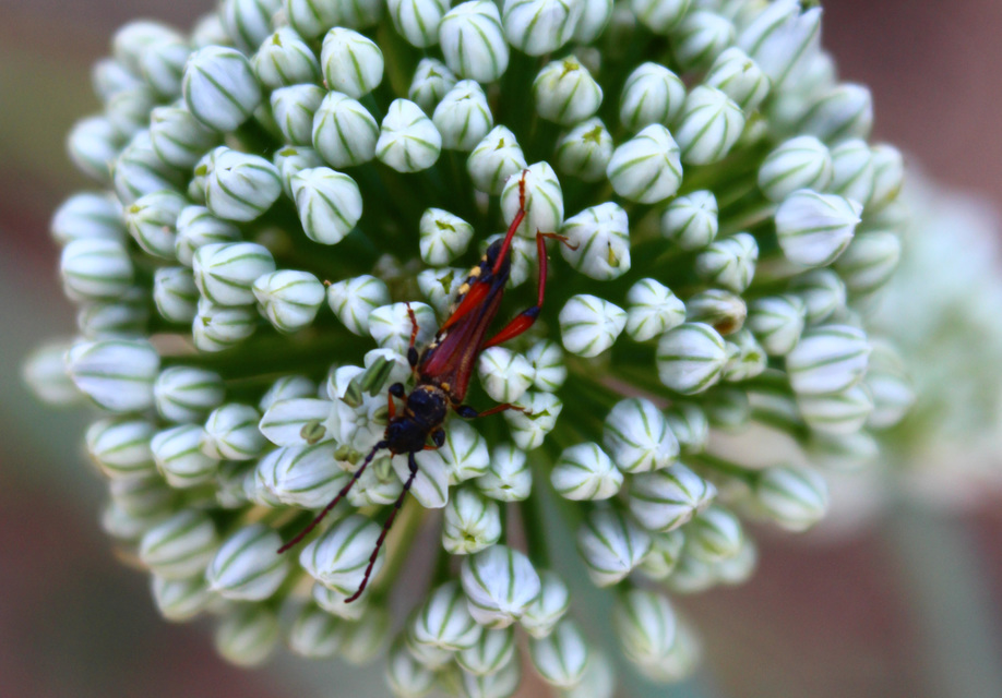 Stenopterus rufus - tarkacsápú keskenyfedőscincér