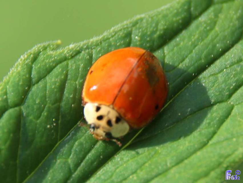 Harmonia axyridis - harlekinkatica