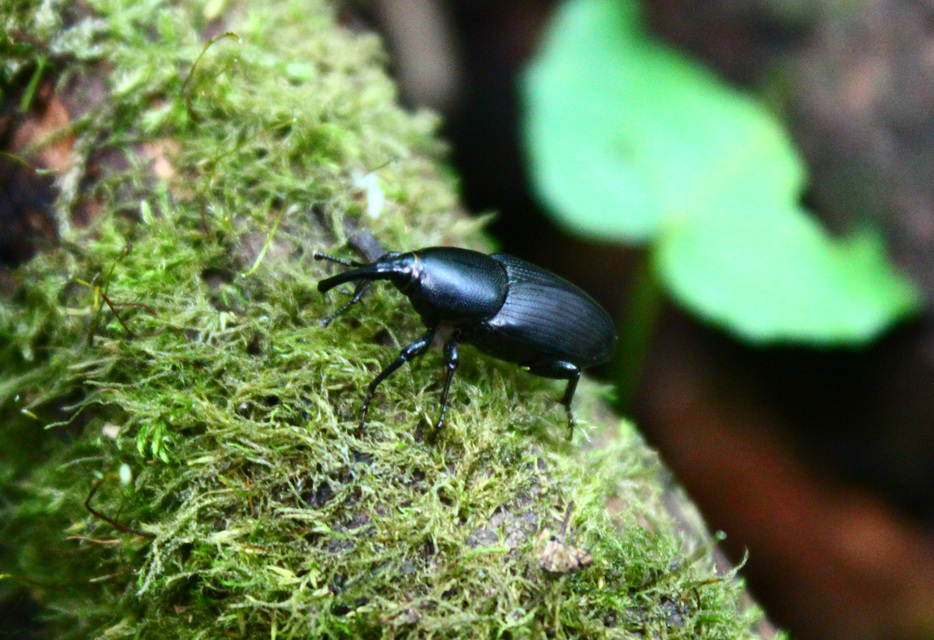 Sphenophorus striatopunctatus - mezei zsuzsok