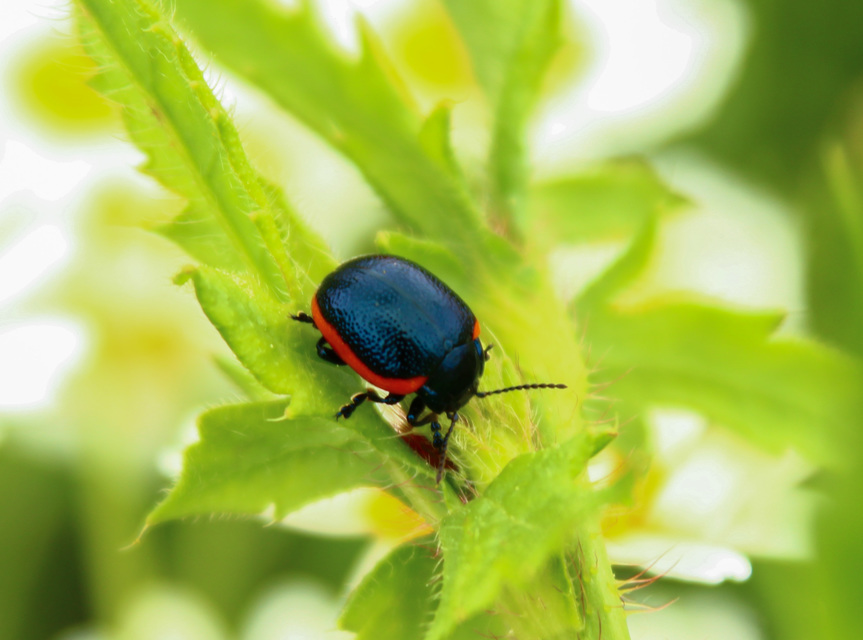 Chrysolina rossia - trapézhátú szegélyeslevelész