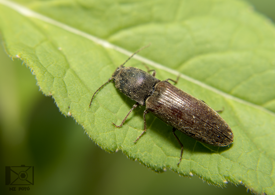Athous haemorrhoidalis - szurkos pattanó