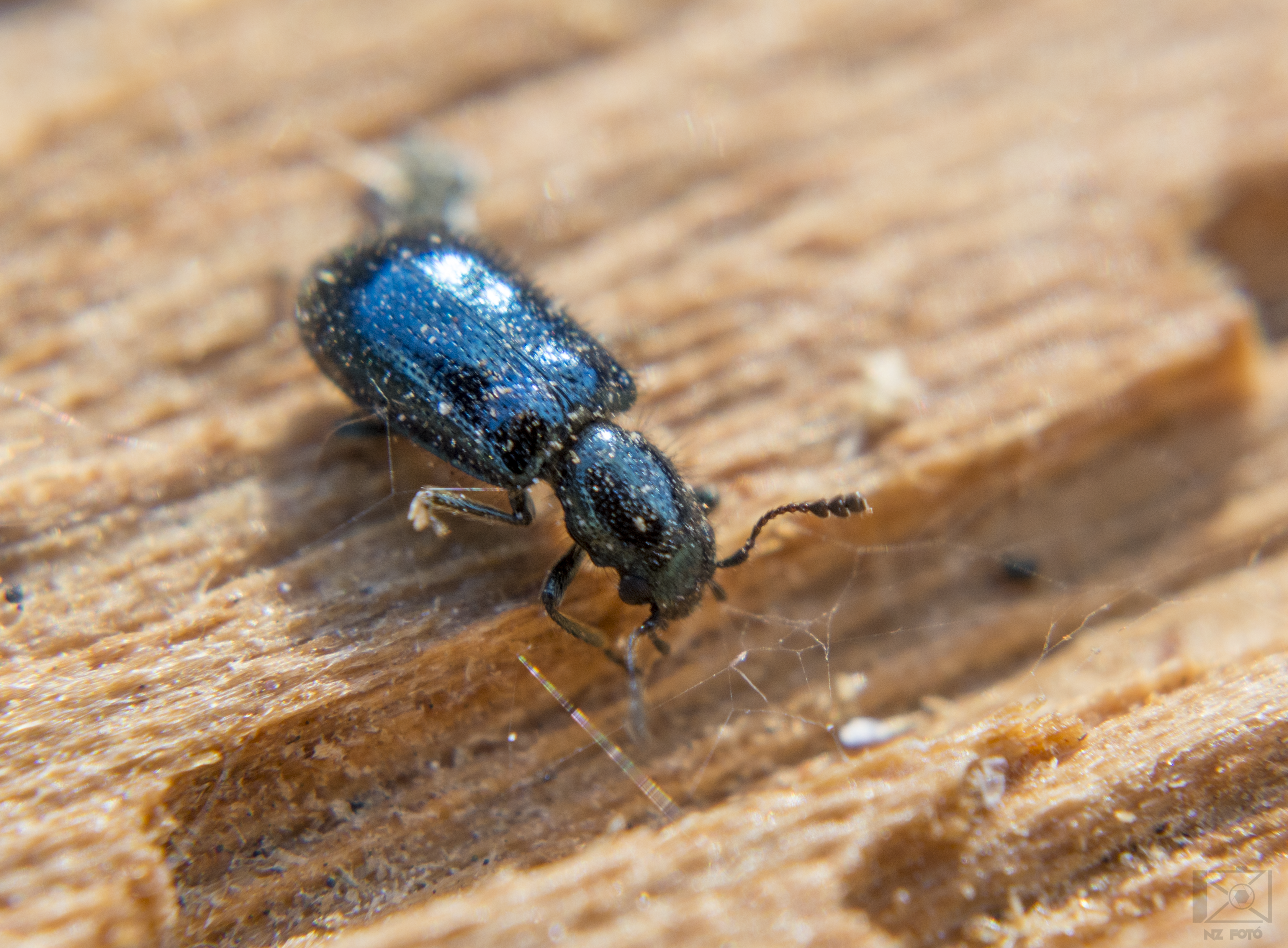 Korynetes caeruleus - hosszúszőrű törpeszúfarkas