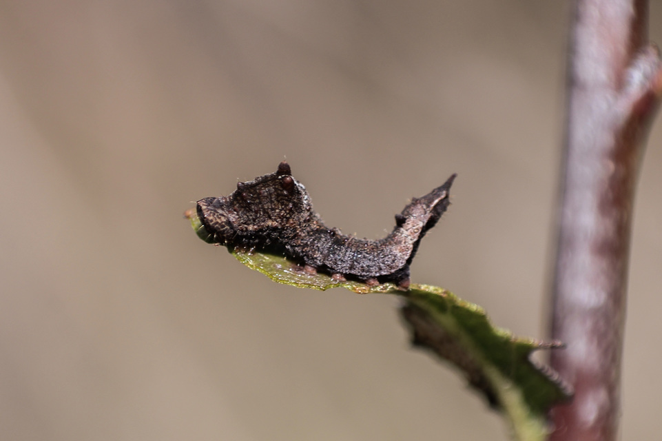 Cilix glaucata - törpe sarlósszövő