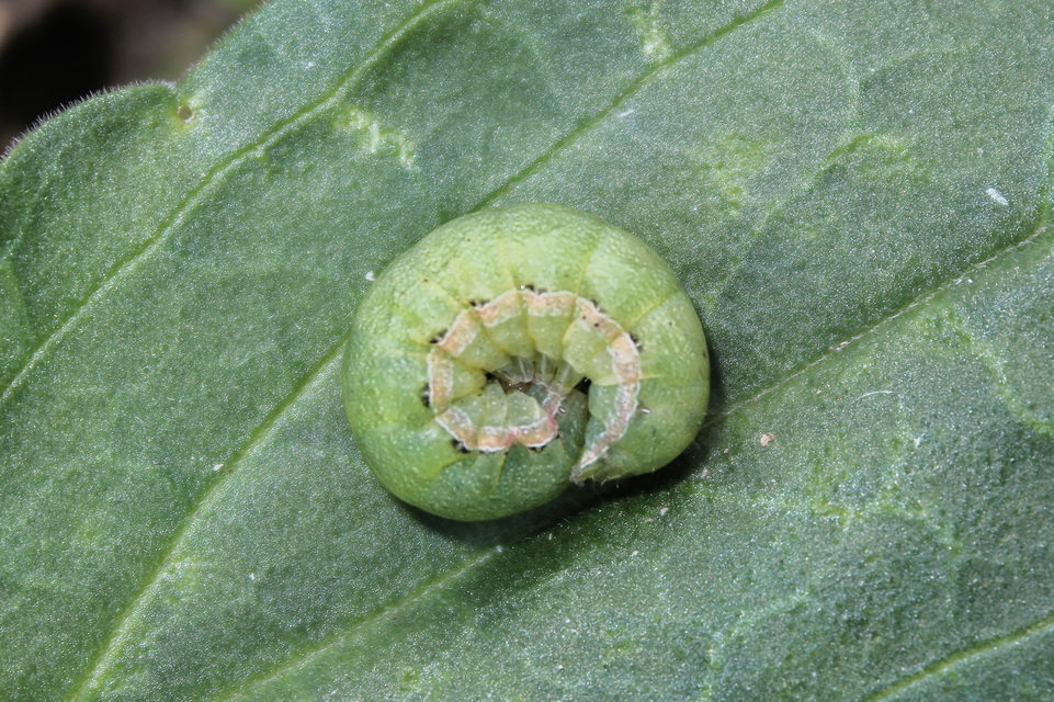 Hadula trifolii - lóherebagoly