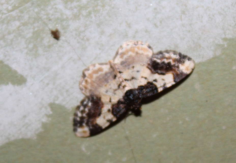 Ligdia adustata - barna levélaraszoló