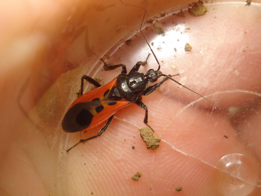 Peirates hybridus - foltos rablópoloska