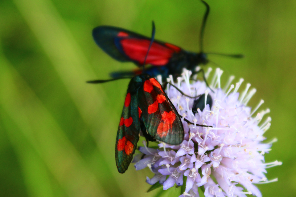 Zygaena filipendulae - acélszínű csüngőlepke