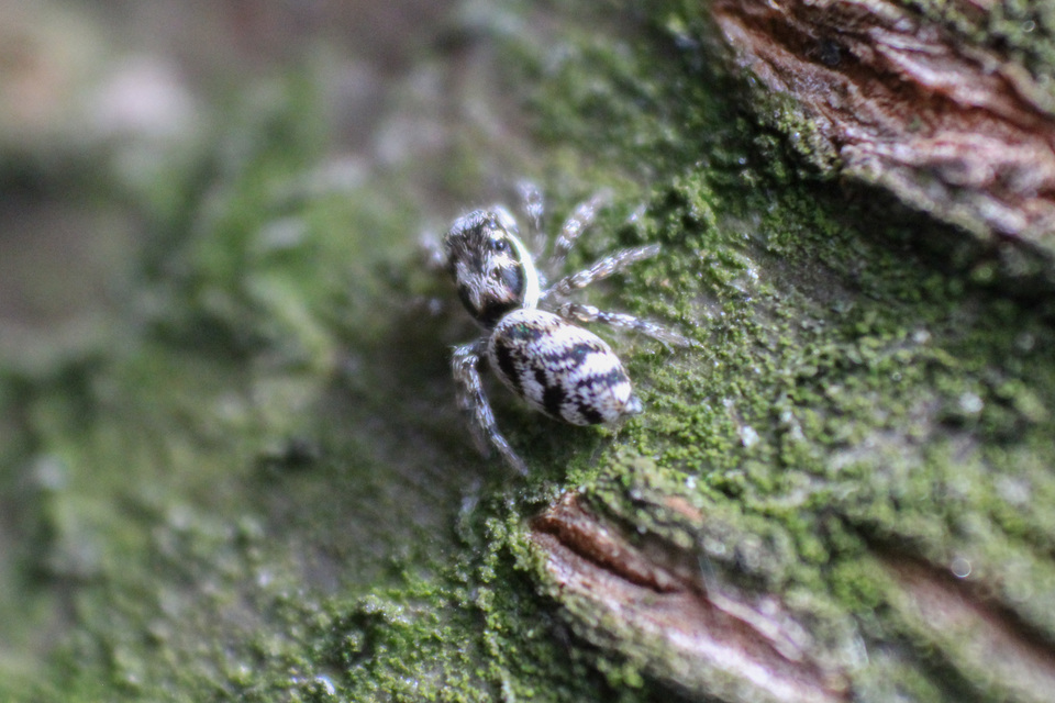Salticus scenicus - színészpók