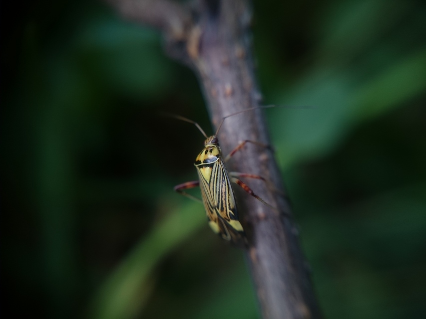 Rhabdomiris striatellus - zebra-mezeipoloska