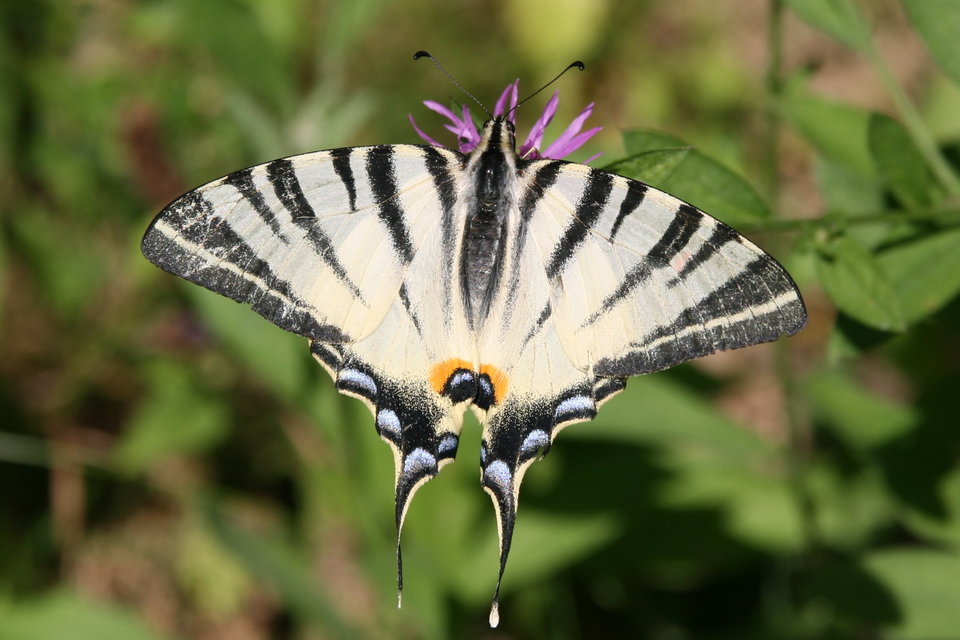 Iphiclides podalirius - kardoslepke