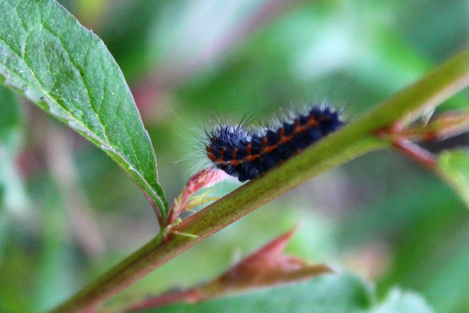 Saturnia pavoniella/pavonia