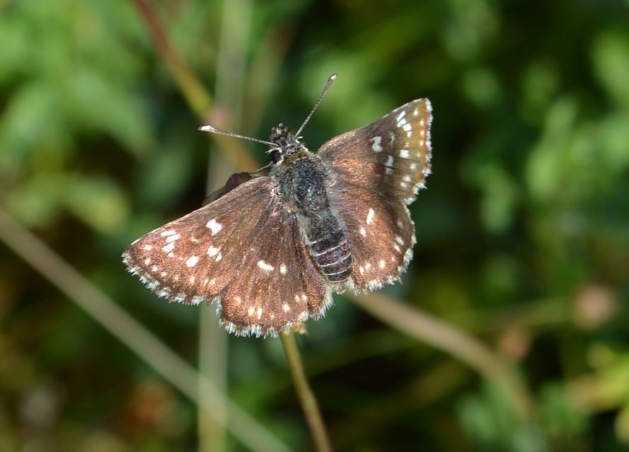 Spialia orbifer - törpe busalepke