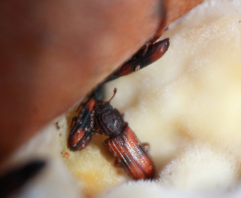 Bitoma crenata - szalagos héjbogár