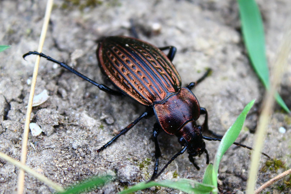 Carabus ulrichii - rezes futrinka Carabus ulrichii - rezes futrinka