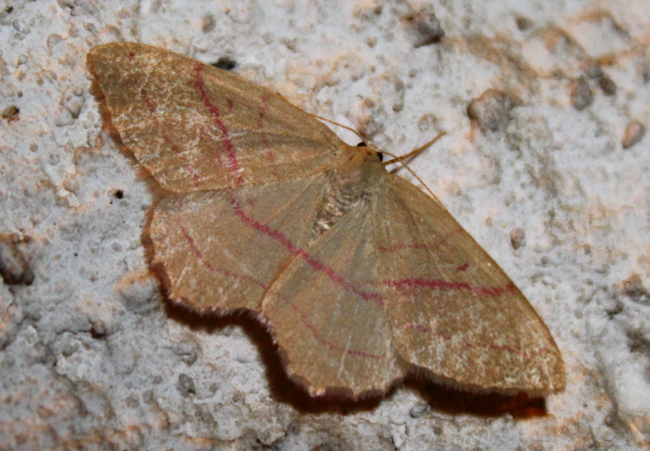 Rhodostrophia vibicaria - pirosszélű araszoló