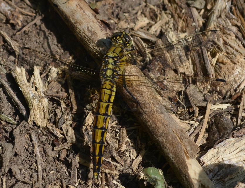 Orthetrum cancellatum - feketefarkú pásztorszitakötő