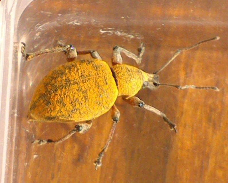 Otiorhynchus bisulcatus - egérszürke gyalogormányos