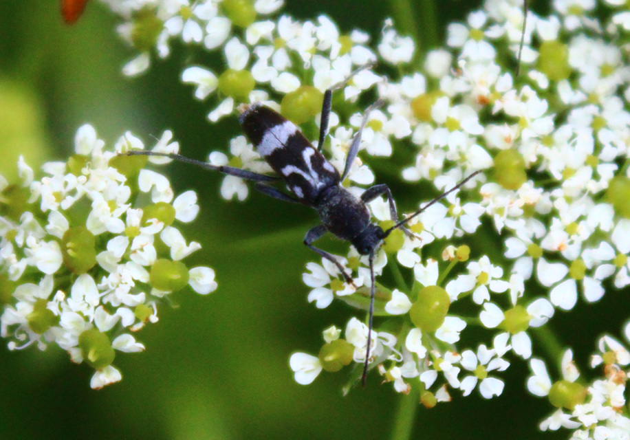 Chlorophorus figuratus - rajzos darázscincér