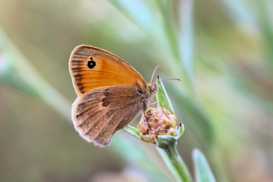 Coenonympha pamphilus - kis szénalepke