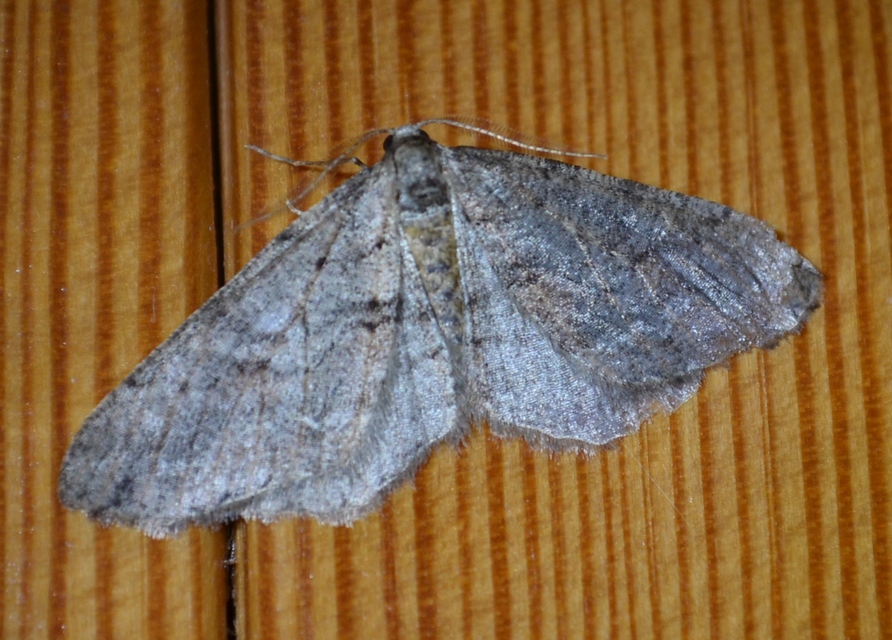 Agriopis bajaria - kökény-téliaraszoló