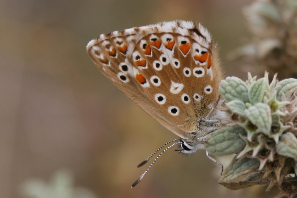 Polyommatus coridon - ezüstkék boglárka