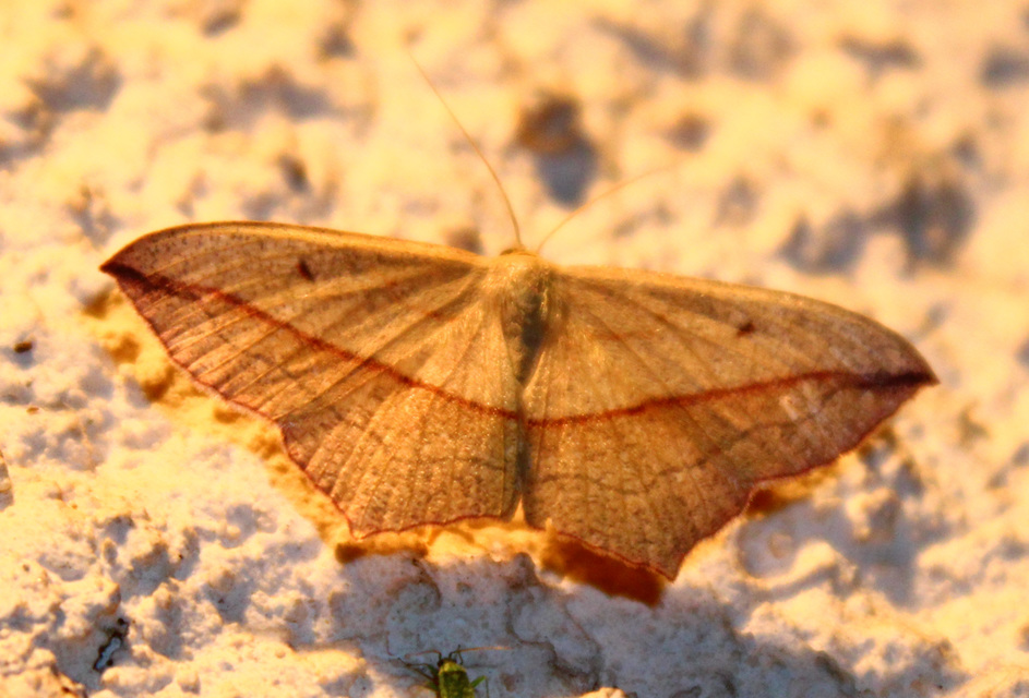 Timandra comae - piroscsíkos csipkésaraszoló
