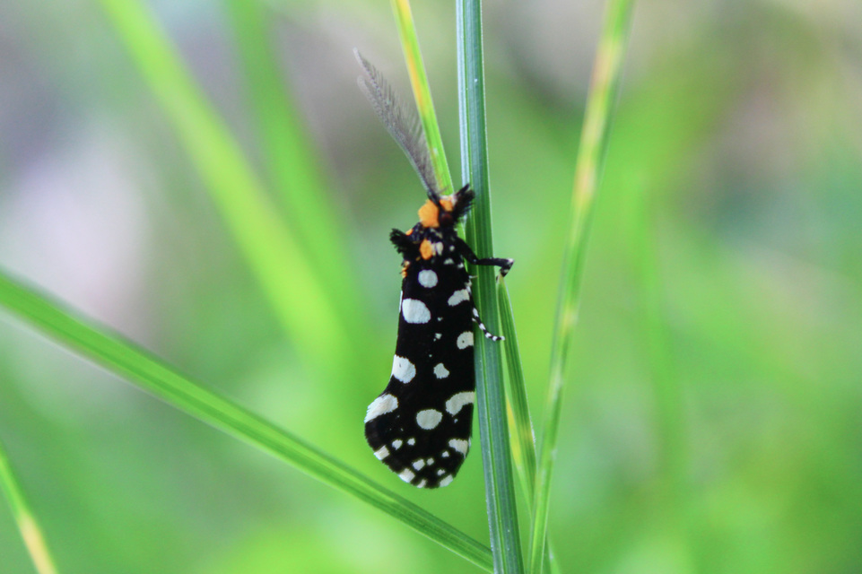 Euplocamus anthracinalis - fésűscsápú korhadékmoly
