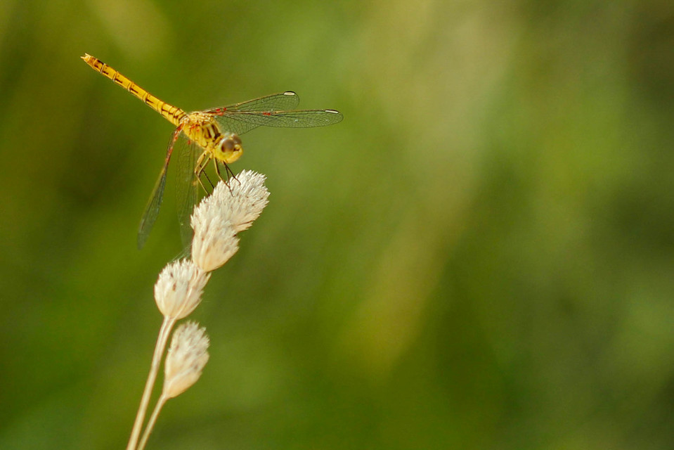 Sympetrum striolatum - harántsávos katona-szitakötő