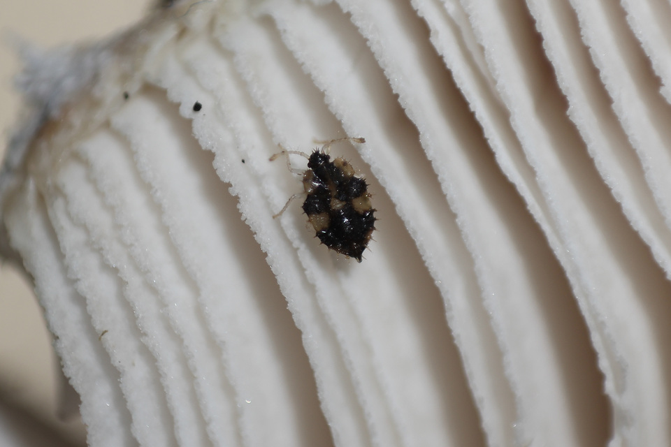 Corythucha arcuata - tölgy-csipkéspoloska