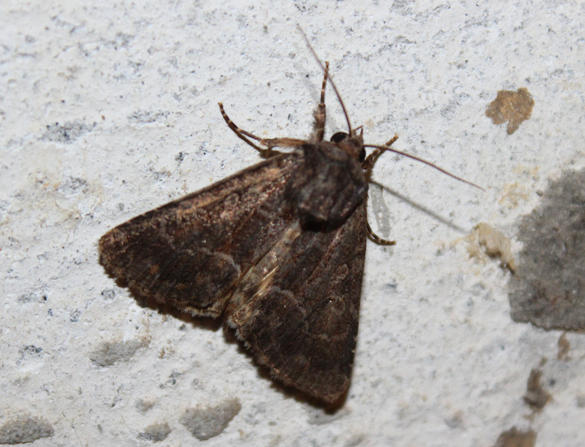 Thalpophila matura - fakó erdeibagoly