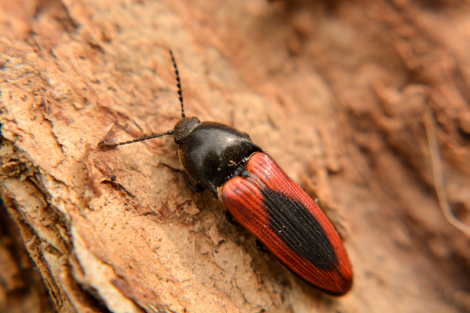 Ampedus sanguinolentus - középfoltos pattanó