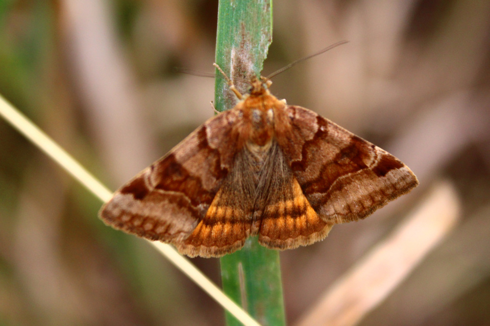 Euclidia glyphica - közönséges nappalibagoly
