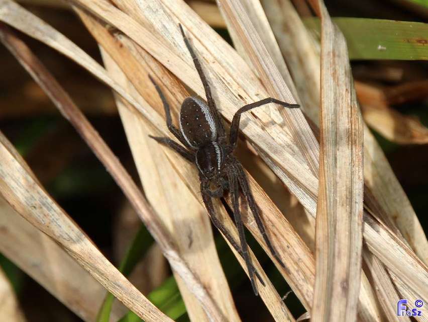 Dolomedes plantarius/fimbriatus