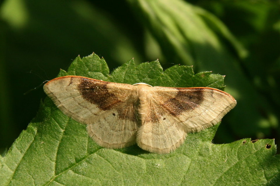 Idaea degeneraria - barnasávos araszoló