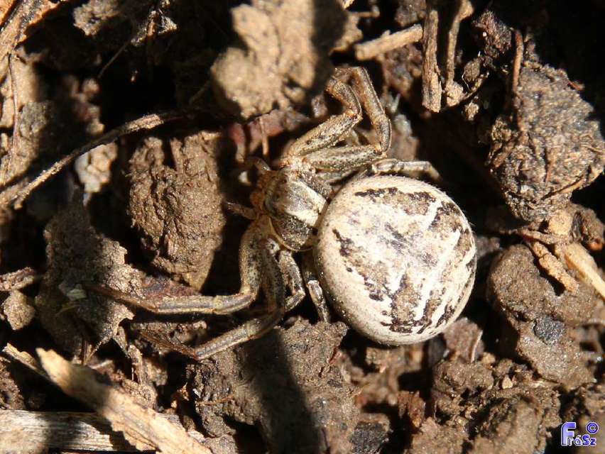 Xysticus