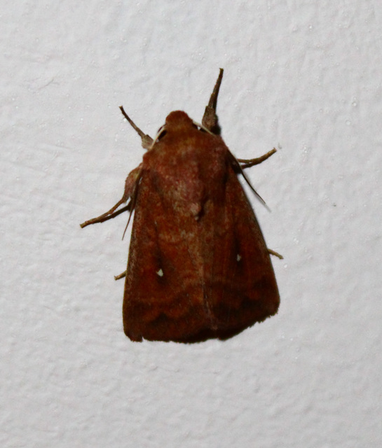 Mythimna albipuncta - fehérpettyes rétibagoly