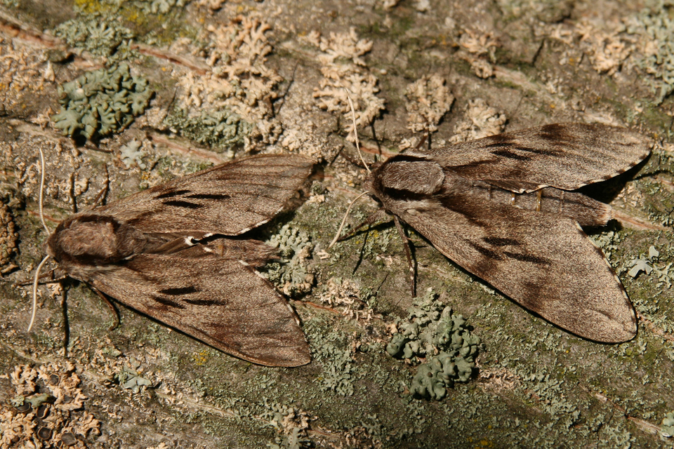 Hyloicus pinastri - fenyőszender