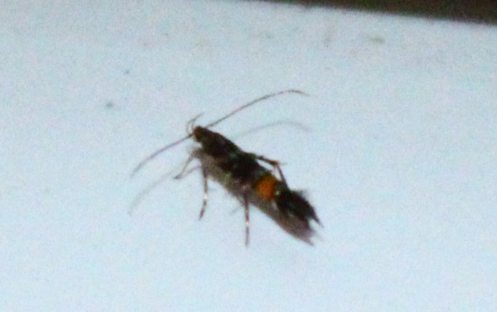 Cosmopterix zieglerella - komlóaknázó tündérmoly