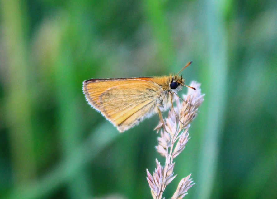 Thymelicus lineola - vonalas busalepke
