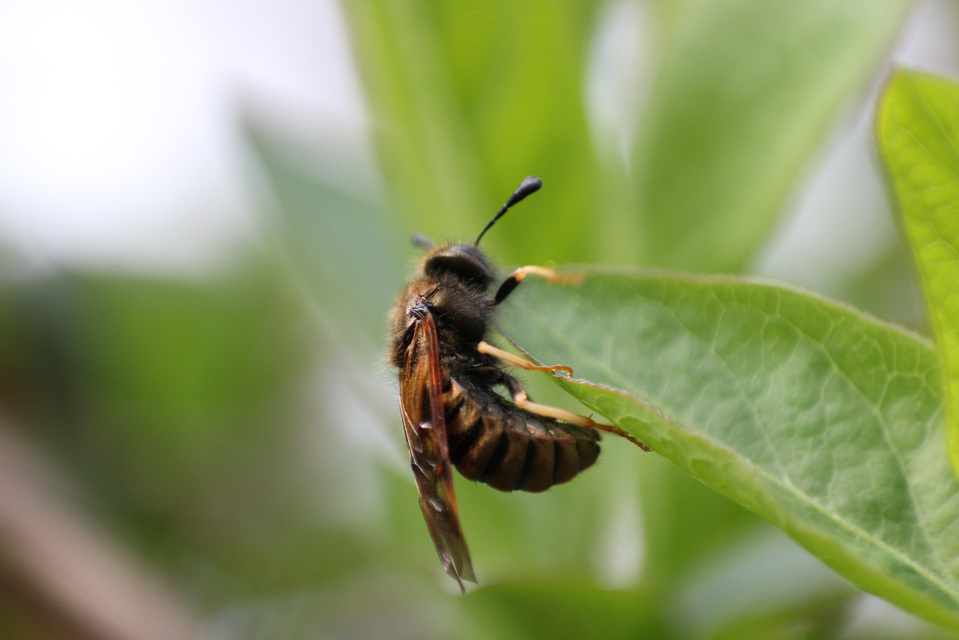 Cimbicidae - bunkóscsápú levéldarazsak